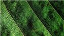 Banner Picture