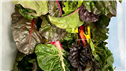 BFS-banner-image-2---cropped-1746570546647.png