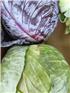 MFHcabbage-1747633975378.jpg