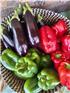 MFHcapsicum-1747634023754.jpg