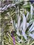 MFHherbs-1747634144551.jpg