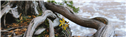 OFC-Avatars-Banners_Banner-9-1747846670943.png