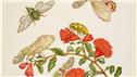Banner Picture