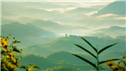 Banner Picture