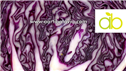 Banner Picture