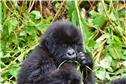 4-days-mountain-gorilla-trek-1724959608384.jpg