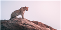 Banner Picture
