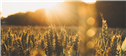 Banner Picture