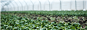Banner Picture