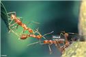 ants-1730764436275.jpeg