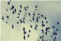 flocks-1744653132477.jpeg
