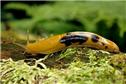 banana-slug2-1748443829109.jpg