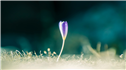 Banner Picture