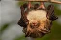 bat_facts_l-1748443831134.jpg