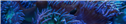 Banner Picture