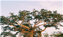 Banner Picture