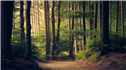 Banner Picture