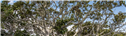 Banner Picture