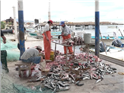 Fisheries1-1724958055932.png