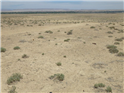 Barren-ground-resize-1722905740965.png