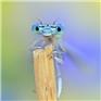 Damselfly-crop2-1724426782607.jpeg