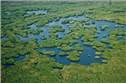 pic-4-mangrove-1722900246877.png