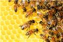 bees-1740429604041.jpg