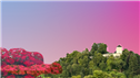 Banner Picture