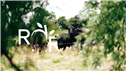 R2R-Headline-1738589756567.png