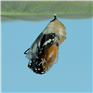 OFC-Avatars-Banners_Avatar-1-1729123317740.png