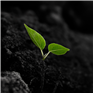OFC-Avatars-Banners_Avatar-2-1729123313943.png