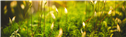 OFC-Avatars-Banners_Banner-8-1688696880886.png