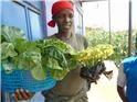 Vegetables-ready-for-sale-15-1732501008733.jpg