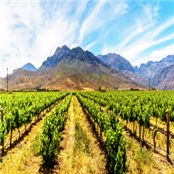 One More Salary - GAMBASSA