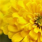 Impact Partners - GAMBASSA