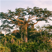 El Puente - GAMBASSA