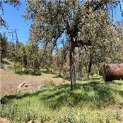 Encino Conservancy - GAMBASSA