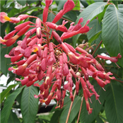 Center For Regeneration - GAMBASSA