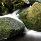 Natural Way - GAMBASSA