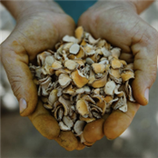 reNourish Studio  - GAMBASSA