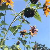 Oregon State University - GAMBASSA