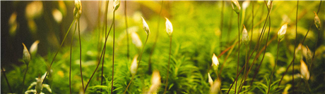 OFC-Avatars-Banners_Banner-8-1688696880886.png