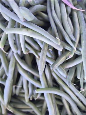 MFHbeans-1747633284623.jpg