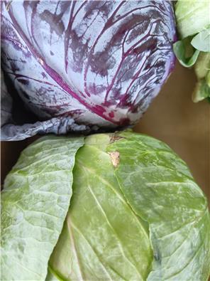 MFHcabbage-1747633377039.jpg