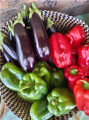 MFHcapsicum-1747633423859.jpg