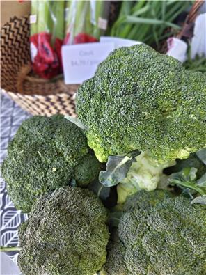MFHbroccoli-1747633896140.jpg