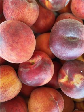 MFHnectarines-1747634247464.jpg