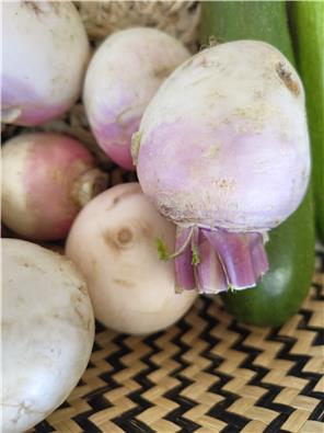 MFHturnip-1747634466627.jpg