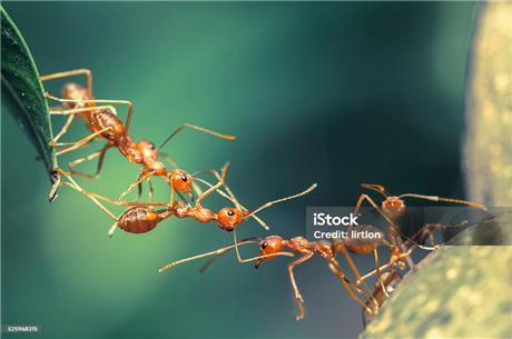 ants-1730764436275.jpeg