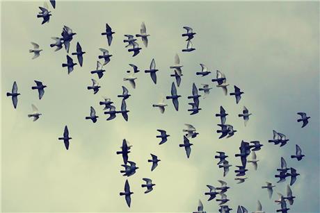 flocks-1744653132477.jpeg